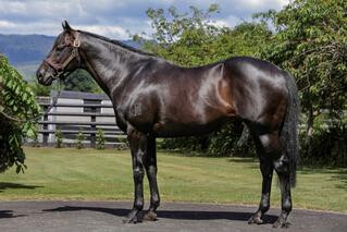 Waikato Stud's reigning Champion New Zealand Sire Savabeel.